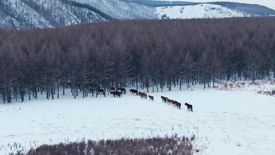 内蒙古冬季雪地马群