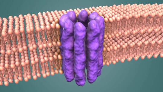 3D医学动画细胞动画 动物细胞 植物细胞