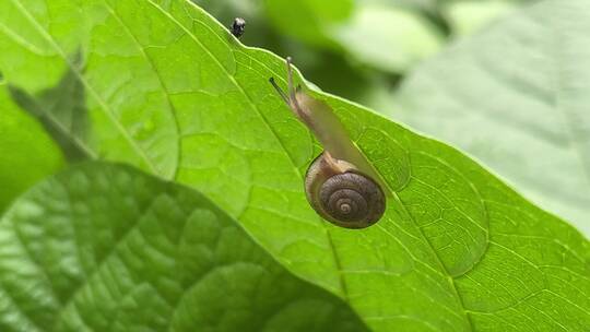 叶子下的小蜗牛