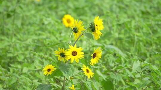 向日葵向阳花葵花