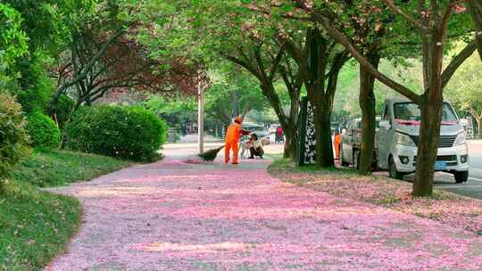 樱花大道