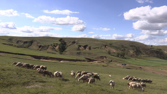 河北坝上牧场山坡上吃草的羊群