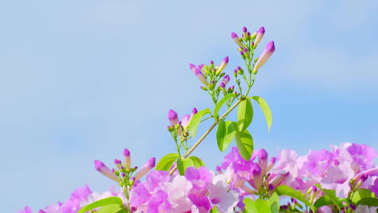 蒜香藤花特写