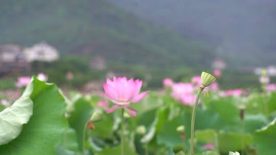 夏日 夏季 荷花 莲花 莲藕 荷叶