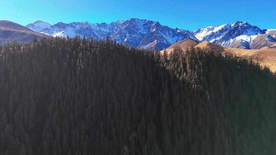 航拍祁连山森林雪山