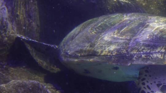 【镜头合集】海洋馆大海龟海洋生物视频素材模板下载