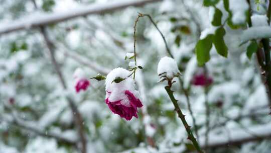 冬天下雪天大雪纷飞雪花覆盖花朵的雪景风景