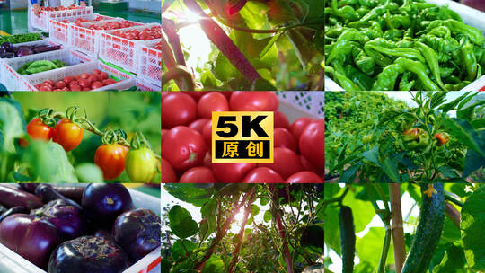 有机蔬菜 无公害蔬菜 新鲜蔬菜菜园子 菜地