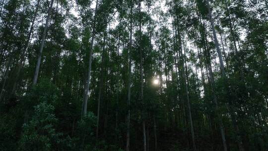 阳光下森林风吹树林大风吹树叶风吹丛林树枝视频素材模板下载