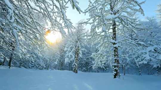 冬日雪林阳光洒落景象