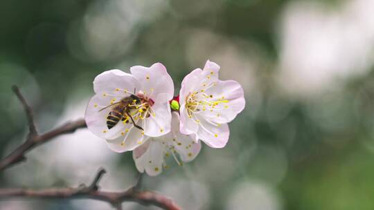 杏花开花特写