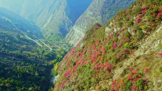 三峡红叶