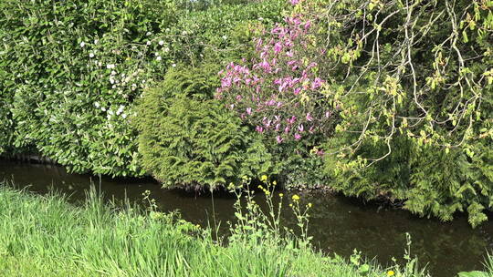 河边杂草中的野花视频素材模板下载