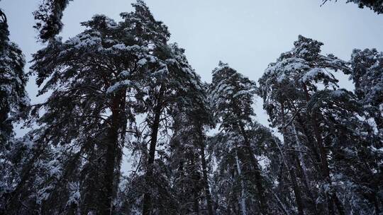 冰雪覆盖的幽暗冰冻森林冬季景观