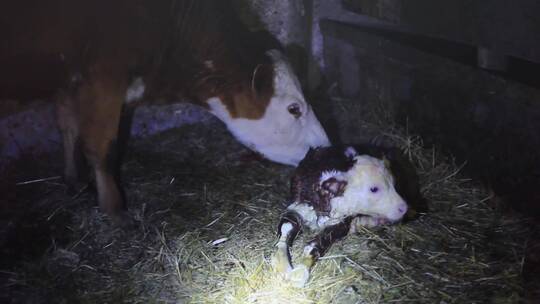 出生后几分钟母牛舔幼婴儿清洁母牛