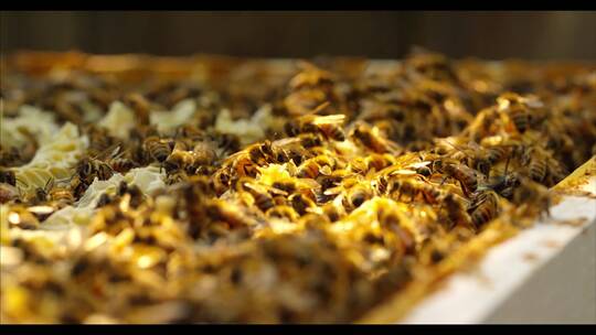 蜜蜂采蜜养蜜蜂巢蜂蜜特写