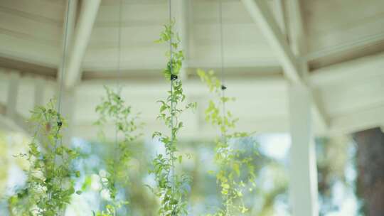 悬挂、树叶、植物、装饰品