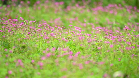 植物 花 夏天 绿色4K