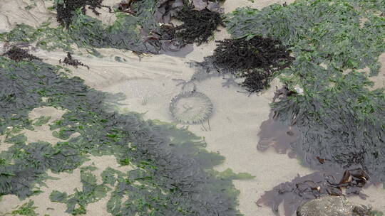 海洋花园放大海葵