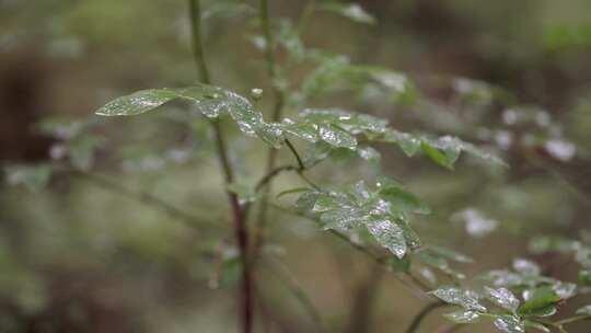 植物、树叶、露珠、水滴