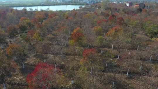 乌桕树种植基地航拍苗木基地