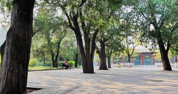 北京中山公园古柏树