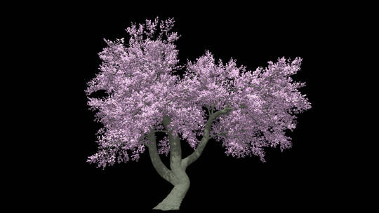 开满樱花桃树抠像好的带Alpha透明通道素材2