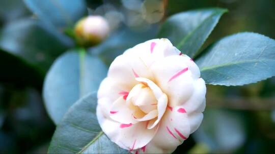 公园里一朵白色粉红色山茶花