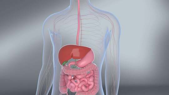 胆囊胆汁 消化系统 肝脏 消化肠胃
