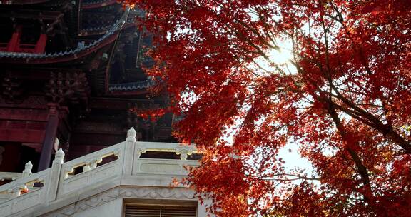 江苏苏州重元寺古风建筑旁色彩鲜艳的枫叶