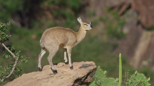 Klipspringer，肯尼亚，非洲，