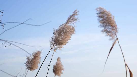 芦苇 禾本科 花 干芦苇 被子植物 芦苇毛