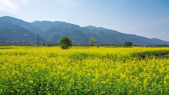 春季油菜花自然户外田野延时原创金黄色花期