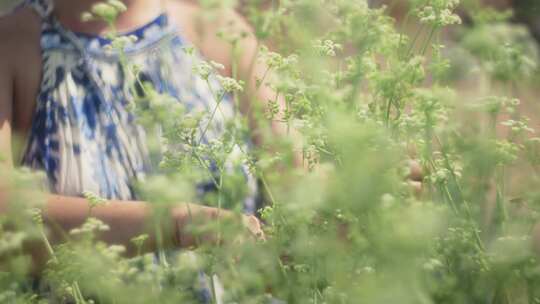 修剪、植物、剪刀、园丁