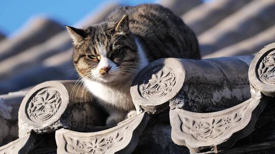 老北京胡同趴在房顶上的猫视频素材模板下载