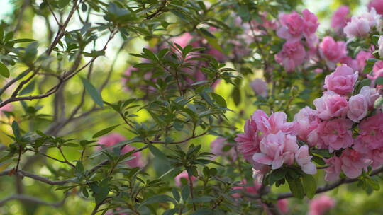 杜鹃花唯美