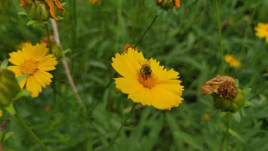 城市公园鲜花种植植物实拍