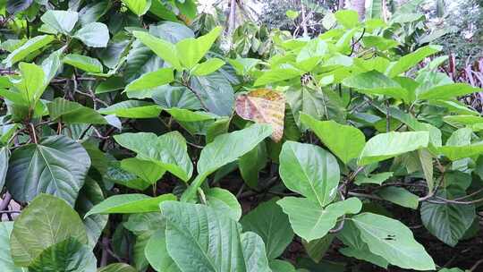 茂盛的绿色植物叶片