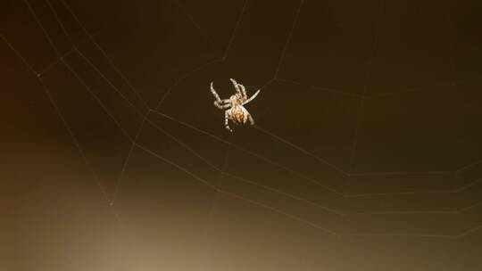 小蜘蛛编织了一张网