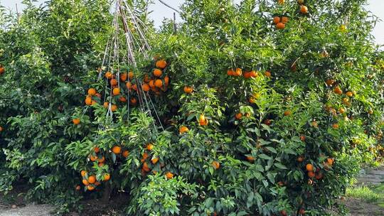 沃柑脐橙橘子树橙子果实果园
