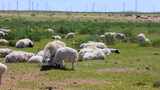 内蒙古锡林郭勒乌珠穆沁羊高清在线视频素材下载