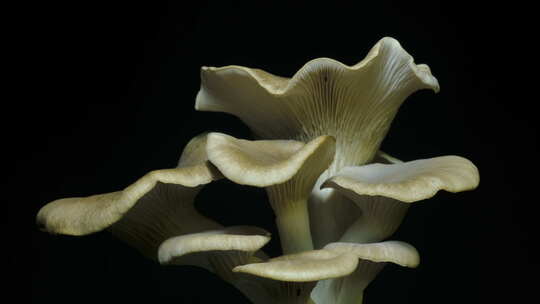 种植牡蛎蘑菇从土壤延时上升4k镜头。