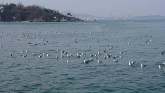 海面上成群结队休息的海鸟海鸥