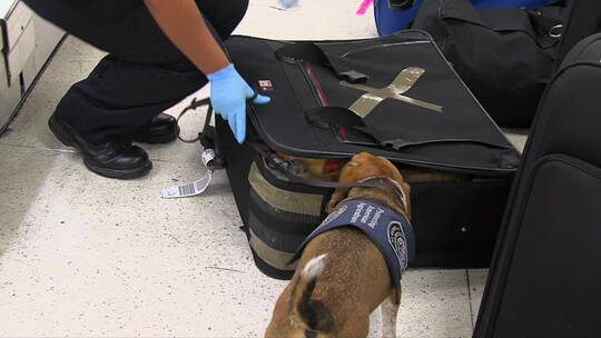 中国警犬在机场寻找毒品视频素材模板下载