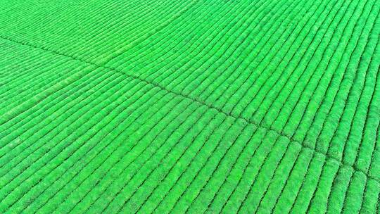 4K贵州遵义湄潭茶海航拍