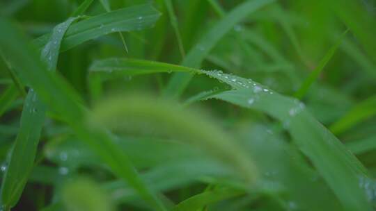 雨天草叶露珠