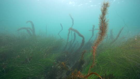 海底海草鱼类海洋生物