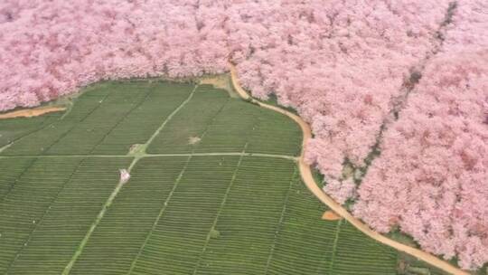 旅游景区，治愈你孤独且多愁善感的心，风景