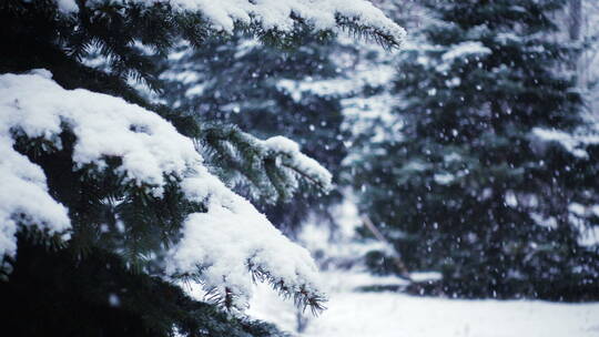 雪落在松林中的慢动作视频素材模板下载