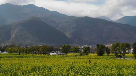 航拍大理苍山脚下大片油菜花田